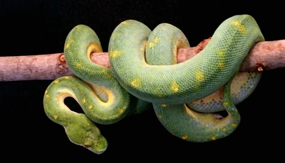 Image: Snake, scales, branch, hanging, dog-headed boa, green, Green tree boa