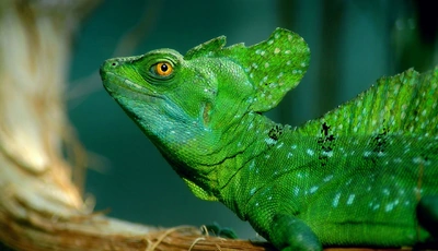 Image: Ящерица, рептилия, василиск, зелёная, глаз, гребень, пятна, чешуя