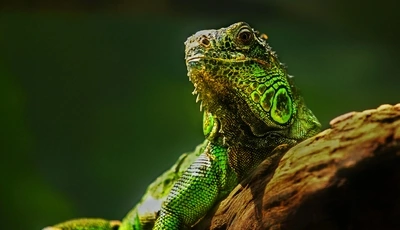 Image: Ящерица, рептилия, зелёная игуана, дерево, смотрит, греется