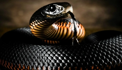 Image: Чёрная мамба, змея, язык, глаз, брюхо