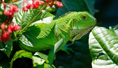 Картинка: Рептилия, игуана, зелёная, зелень, солнце