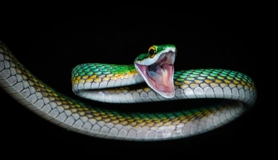 Image: Snake, green, mouth, scales, black background