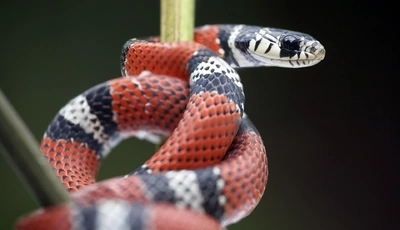 Image: Змея, чешуя, рептилия, глаз, окраска, стебли