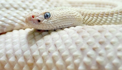 Image: Змея, кожа, чешуя, глаза, белая
