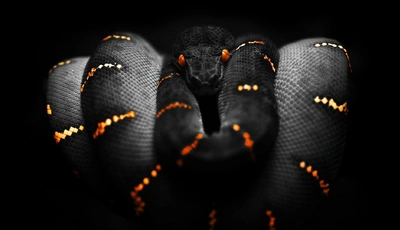 Image: Змея, кожа, чешуя, глаза, полосы, опасность, чёрный фон