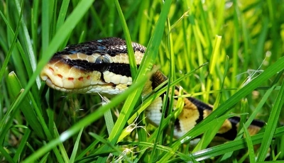 Image: Snake, reptile, grass, green