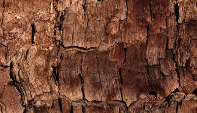 Картинка: Кора, дерево, коричневый, шероховатость, фон
