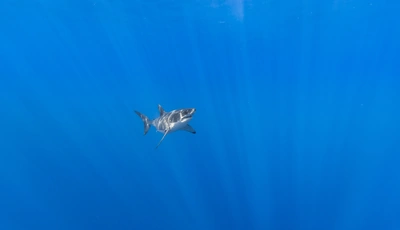 Image: Shark, light, glare, ocean, surface