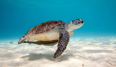 Картинка: Черепаха, панцирь, морское дно, песок, вода, тень