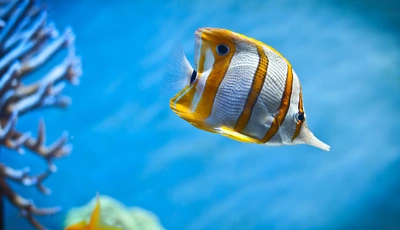 Image: Long-nosed, butterfly fish, helmon, stripes, yellow, corals