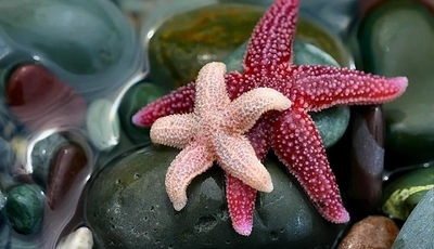 Картинка: Морские звёзды, камни, галька