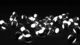 Image: Black and white glowing balls