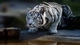 Картинка: Белый тигр на водопое