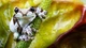 Картинка: Жабовидная квакша арлекин на стебле растения