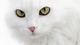 Image: Face of white cat closeup