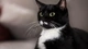 Картинка: Чёрно-белый кот смотрит с опаской