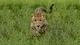 Картинка: Кошка бежит по траве