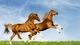 Картинка: Пара прекрасных лошадей-скакунов