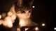 Картинка: Кошка внимательно смотрит на огоньки гирлянды