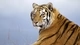 Картинка: Амурский тигр - малочисленный подвид тигров