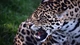Картинка: Красивая большая дикая кошка ягуар