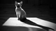 Картинка: Кошка и её тень