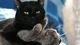 Картинка: Чёрный кот повалил кошку на спину