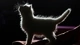Картинка: На силуэте пушистого котёнка в темноте видна белая шёрстка