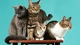 Картинка: Четыре кошки на столе