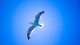 Image: Seagull hovering in the sky