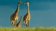 Картинка: Три жирафа