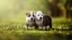 Картинка: Два пёсика стоят на траве в парке
