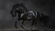 Картинка: Красивая чёрная лошадь