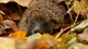 Image: Forest hedgehog cringed
