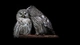 Картинка: Две совы на ветке