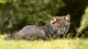 Картинка: Дарвиновская лисица среди травы