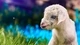 Картинка: Маленький белый козлёнок сидит в траве