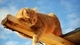 Картинка: Рыжий кот греется на солнышке