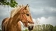 Картинка: Красивая лошадь
