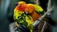 Картинка: Парочка попугаев