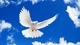 Картинка: Белый голубь на фоне синего неба