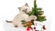Image: A blue-eyed kitten on a white background hugs a Christmas tree