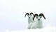 Картинка: Горные бараны сидят в снегу