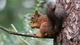 Image: The squirrel nibbles a nut while sitting on a branch