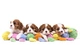 Картинка: Четверо щенков лежат на игрушечной гусенице