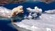 Картинка: Белый медведь прыгает через воду