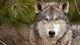 Картинка: Пронзительный взгляд волка