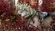 Image: Wolf in forest