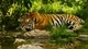 Картинка: Тигр лежит в тени у воды