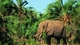 Image: Elephant eating grass